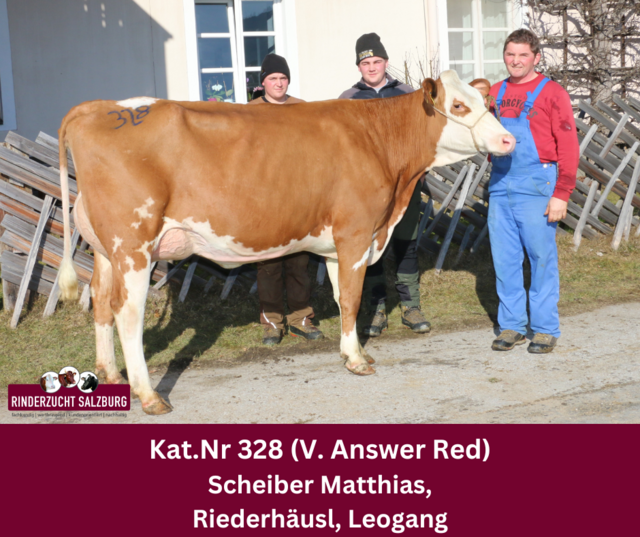 Die Fleckvieh-Jungkuh vom Betrieb Matthias Scheiber (Riederhäusl aus Leogang) erzielte den Tageshöchstpreis und sorgte für ein "heißes" Bieterduell. | Foto: Rinderzuchtverband Salzburg