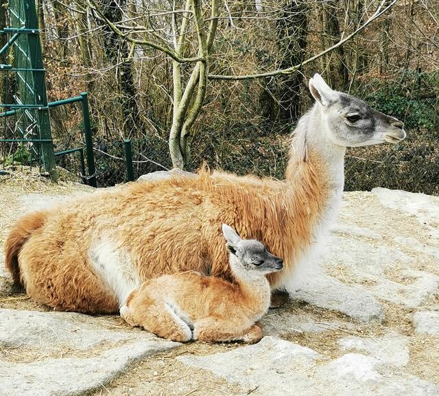 Das Fohlen wird jetzt liebevoll von seiner Mama umsorgt. | Foto: Zoo Linz
