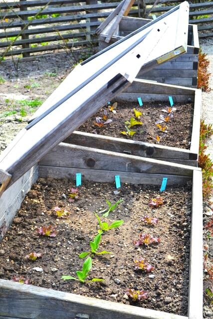 Mit Frühbeeten kann man einen zeitlichen Vorsprung für den Gemüsegarten schaffen. | Foto: Margit Benes-Oeller/Natur im Garten