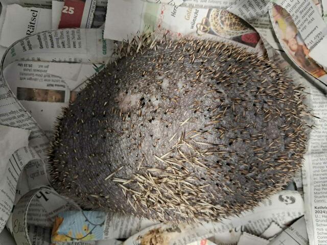Die Geschichte von "Meister Splinter", dem stachellosen Igel | Foto: Tierschutzverein Tirol