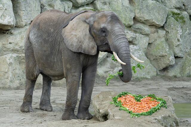 Anlässlich des nahenden Valentinstags hat sich das Tierpfleger-Team für die Afrikanischen Elefanten eine besondere Überraschung einfallen lassen – und für die Besucherinnen und Besucher.  | Foto: Daniel Zupanc