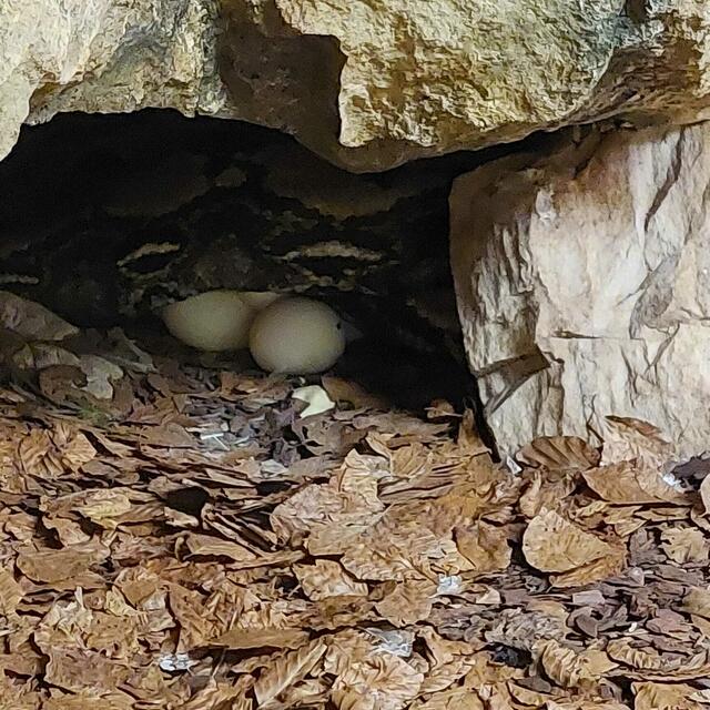 Weibchen liegt auf den Eiern und brütet. | Foto: Helga Happ