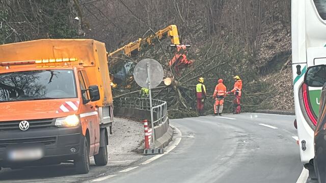 Wegen Schlägerungsarbeiten kommt es zu Verzögerungen auf der Süduferstraße. | Foto: MeinBezirk.at