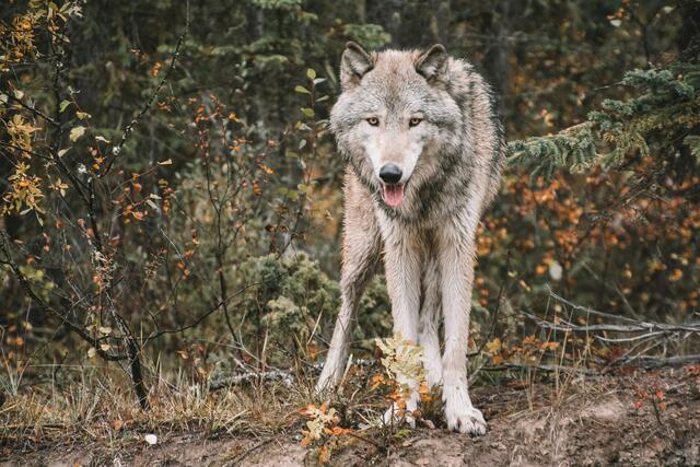 Herausforderung Wolf: Die Zahl der genetisch nachgewiesenen Wölfe in Tirol sank 2024 leicht auf 23 Individuen. Dennoch bleibt der Herdenschutz ein zentrales Thema für Landwirte und Politik. | Foto: unsplash