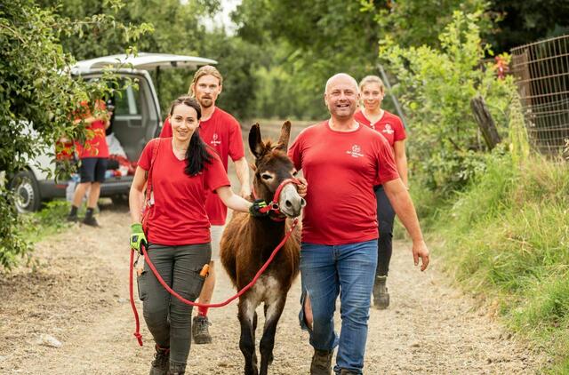 Insgesamt 14 Esel, wurden aus einem Animal-Hoarding-Szenario gerettet. | Foto: Gut Aiderbichl