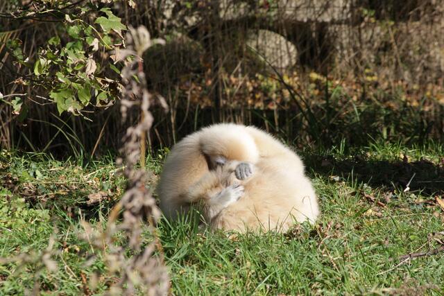 Schon mal den Weißhandgibbons bei ihren Neckereien oder beim Grooming
zugesehen? | Foto: Zoo Salzburg Angelika Köppl