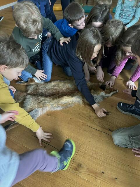 "Schlau wie der Fuchs": Spannendes Ferienspiel für alle interessierten Kinder im Haus der Wildnis in Lunz am See | Foto: Laura Renner/Schutzgebietsverwaltung Wildnis Dürrenstein-Lassingtal