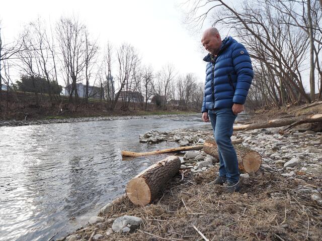 Für den Biber gibt es reichlich Holz. Mutterbäume werden jedoch geschützt.
