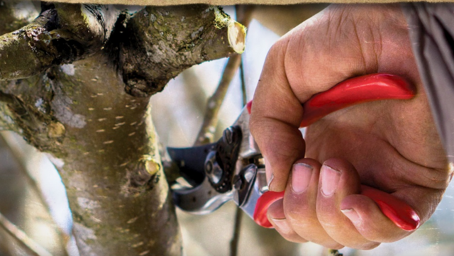 Obstbaumschnitt leicht gemacht: Die Eisenstraße Niederösterreich und die Moststraße bieten drei spannende Kurse im Bezirk Scheibbs an. | Foto: Christian Bisich