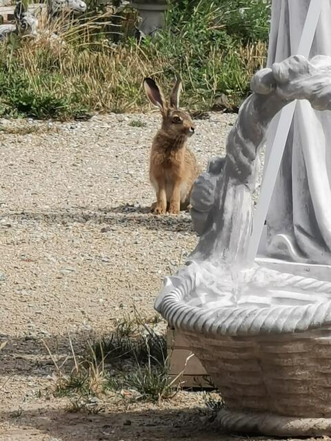 Echte Tiere tummeln sich hier zwischen unechten Steinfiguren. | Foto: Holzschuh