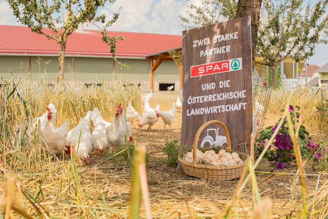 Beim Spar will man für die Kundinnen und Kunden Eier von glücklichen Hühnern und belohnt Betriebe in Oberösterreich mit einer Prämie für Tierwohl-Maßnahmen. | Foto: Spar