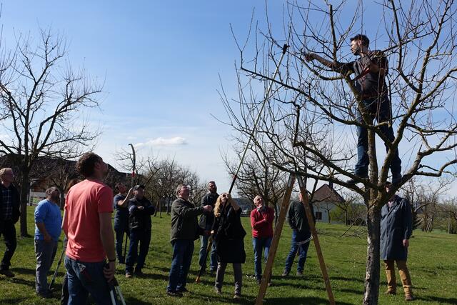 Obstbaumschnitt leicht gemacht: Die Eisenstraße Niederösterreich und die Moststraße bieten drei spannende Kurse im Bezirk Scheibbs an. | Foto: Moststraße