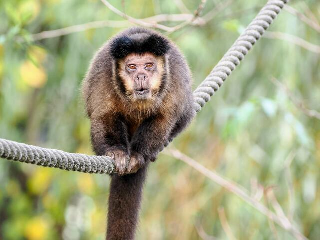 Kapuzineraffe | Foto: Zoo Salzburg Angelika Köppl