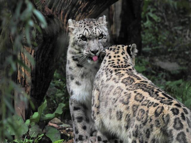 Im Bild: Die Schneeleoparden Sayan und Malou zeigen ihre Zuneigung zueinander | Foto: Zoo Salzburg Angelika Köppl