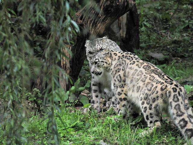 Mit etwas Glück können Besucher die Schneeleoparden dabei „erwischen“, wie sie sanft ihre Köpfe aneinander reiben. Im Bild: Die Schneeleoparden Sayan und Malou zeigen ihre Zuneigung zueinander | Foto: Zoo Salzburg Angelika Köppl