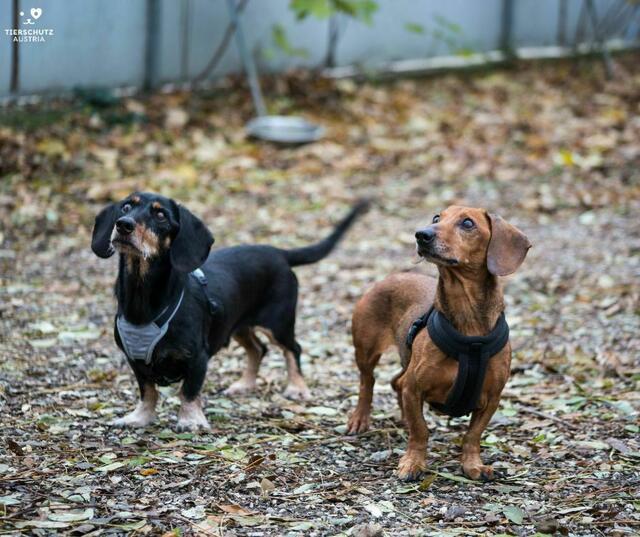 Unzertrennliche Paare findet man auch im Tierheim von Tierschutz Austria in Vösendorf, so beispielsweise Tina und Bryan. | Foto: TSA