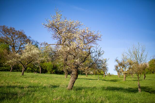 Bei der Obstbaumaktion können auch Private oder Wiener Bezirke mitmachen. | Foto: BPWW/N. Novak