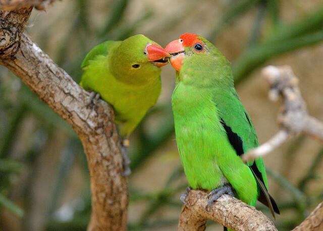 Am Valentinstag haben Besucher des Salzburger Zoos mit etwas Glück die Chance, verschiedene Tierpaare bei ihren Liebesritualen zu beobachten, von den verspielten Weißhandgibbons bis zu den zärtlichen Schneeleoparden. Im Bild: Lovebirds Tarantapapagei | Foto: Zoo Salzburg Angelika Köppl