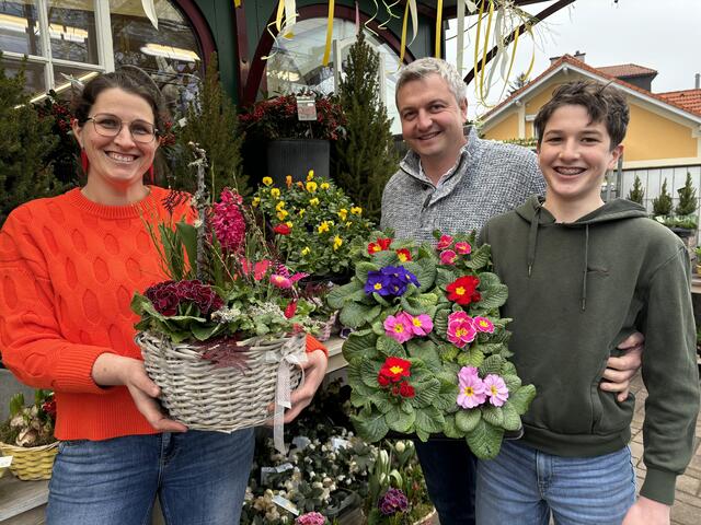 Märzenbecher, Stiefmütterchen, Ranunkeln, Bellis, Ginster und Tulpen in den verschiedensten Farben - der Frühling hat zumindest in den Salzburger Blumengeschäften bereits Einzug gehalten.