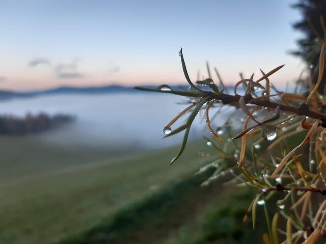 Das Wetter in der kommenden Woche wird anfangs wechselhaft, langsam wird sich aber die Sonne durchsetzen. | Foto: Gärtner