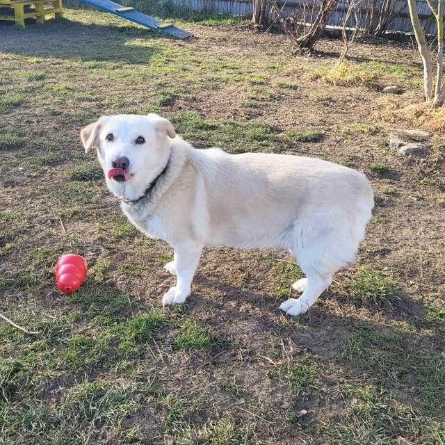 Bei Alba dürfte ein Welsh Corgi mitgemischt haben. | Foto: Tierheim Dechanthof
