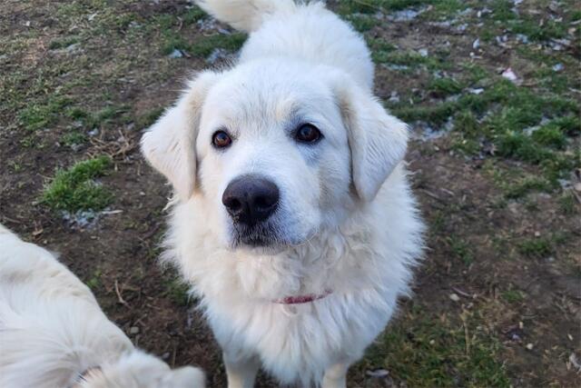 Bela ist 5 Jahre alt. | Foto: Tierheim Dechanthof