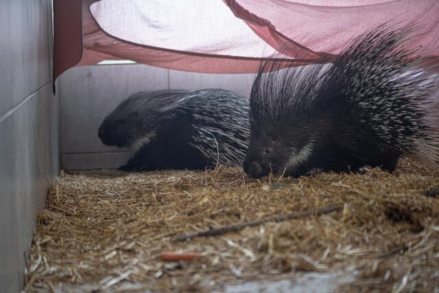 Ein ausgesetztes und ein beschlagnahmtes Stachelschwein wurden im Tierheim von Tierschutz Austria Freunde.  | Foto: M. Aschauer/Tierschutz Austria