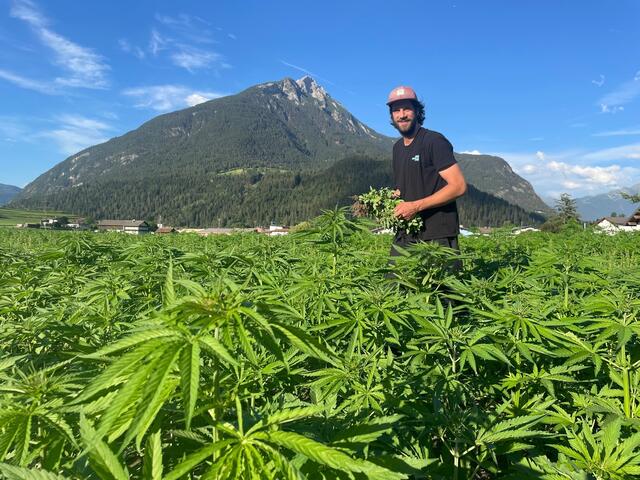 Auch für die heimische CBD-Blütenproduktion wird die Entscheidung des Gesundheitsministers das Aus bedeuten.