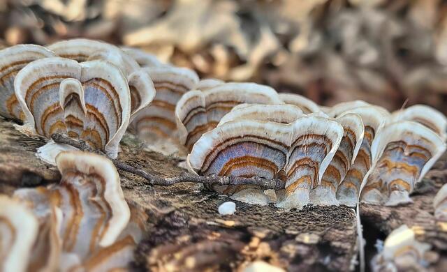 Foto: Elfriede Lungenschmied
