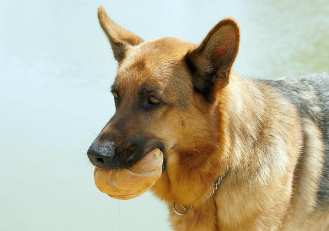 Die Geschichten um den pfiffigen Spürhund mit einer besonderen Vorliebe für Extrawurstsemmel waren nicht nur im deutschsprachigen Raum beliebt. (Archiv) | Foto:  Milenko Badzic / First Look / picturedesk.com