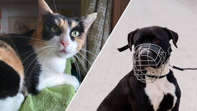 Jay und Hexe würden sich über Interessenten sehr freuen.