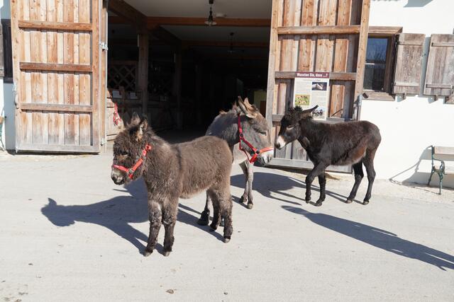 Glücklich und zufrieden auf Gut Aiderbichl Henndorf:  Das gerettete Eseljunge Sunny mit der geretteten Mutter Simona und Franka (von links). | Foto: Emanuel Hasenauer