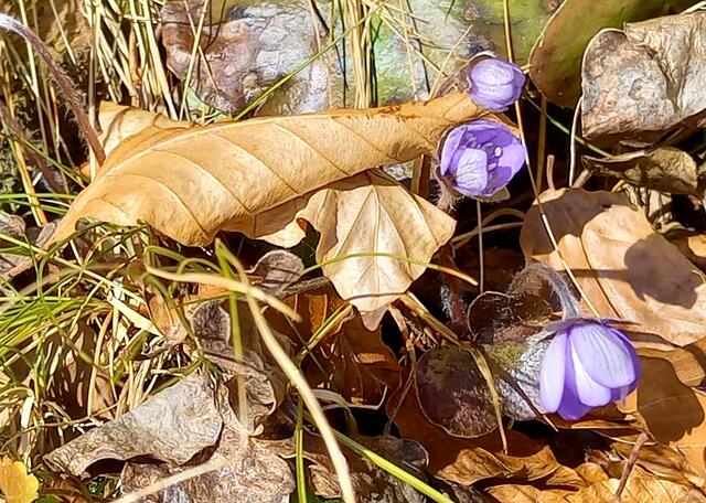 Foto: H. Bachinger