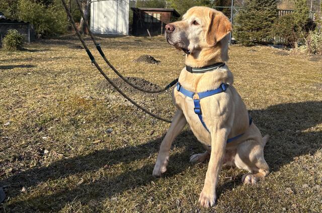 Der Labrador ist sieben Jahre alt.  | Foto: Fabienne Gruber