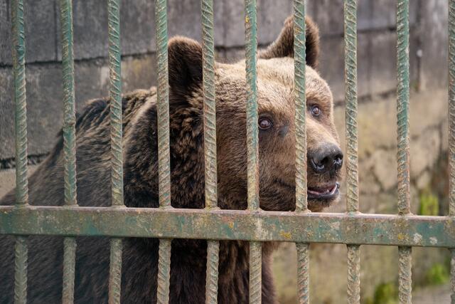 Wenn es sein Gesundheitszustand erlaubt, darf Felix in den Bärenwald in Arbesbach. | Foto: Vier Pfoten