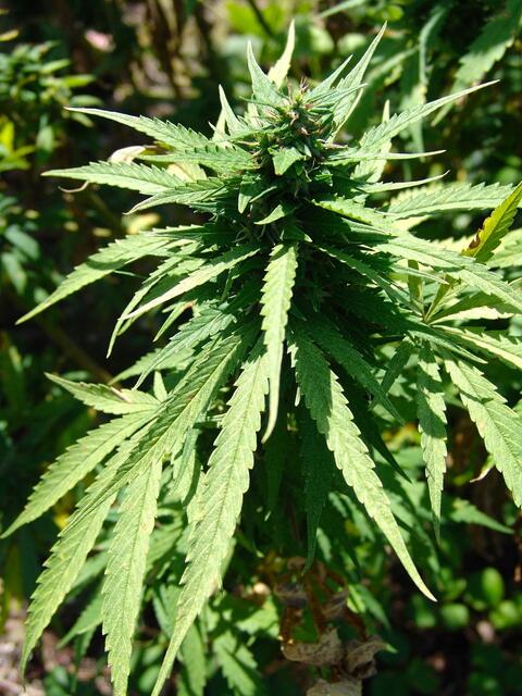 Cannabiskraut/Marihuana steht auf der Liste der am häufigsten verwendeten Drogen ganz oben. | Foto: pixabay