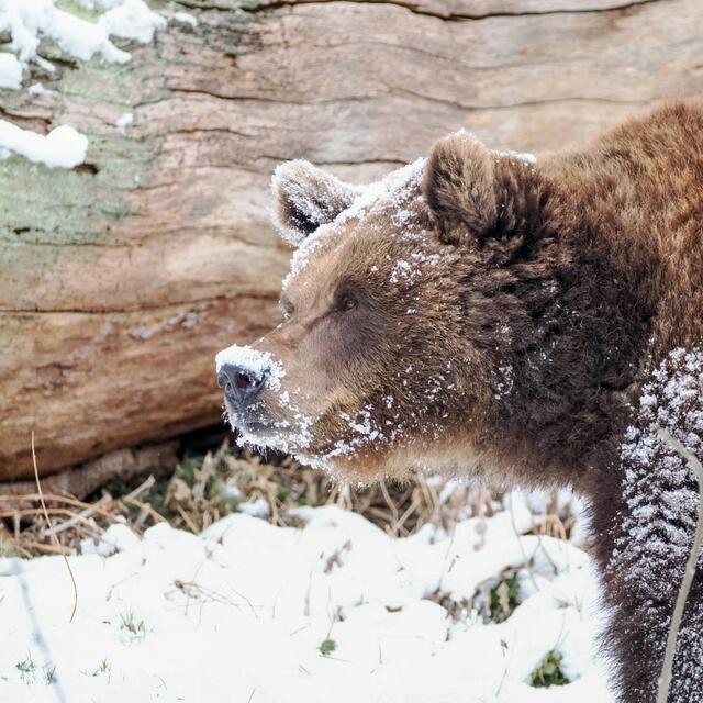 Die Bären Losa und Aragon sind aufgewacht. Selbst der erneute Wintereinbruch Anfang der Woche konnte die 23 Jahre alte Bärendame Losa nicht davon abhalten, ihre Nase ins Freie zu halten. | Foto: Zoo Salzburg / Angelika Köppl