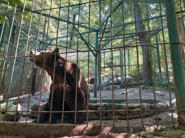 Er wartet noch auf seine Rettung. | Foto: Vier Pfoten