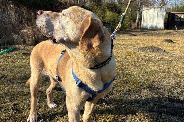 Merlin genießt die Frühlingssonne. | Foto: Fabienne Gruber
