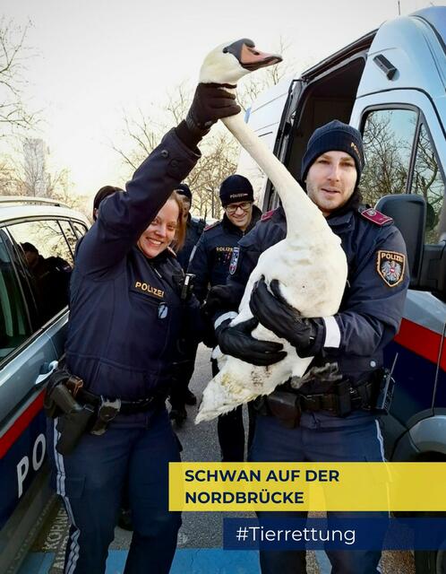 Schwan festgenommen! Aber nur zeitweise, bis der Vogel wieder in der Alten Donau ausgesetzt werden konnte. | Foto: LPD Wien