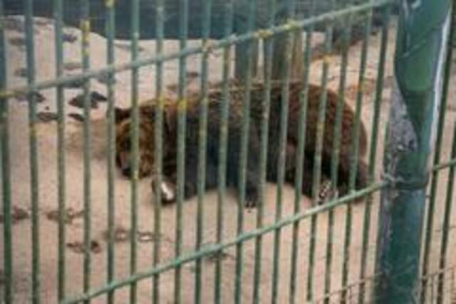 Felix hat keine Beschäftigungsmöglichkeit in dieser nicht artgerechten Haltung. | Foto: Vier Pfoten