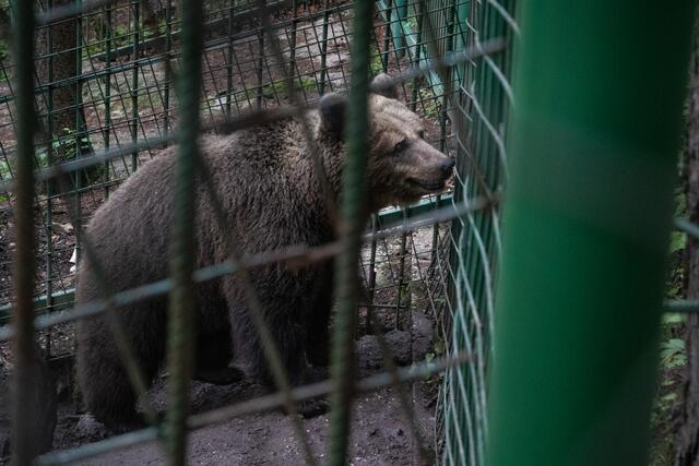 Auch Mici wartet noch auf Rettung. | Foto: Vier Pfoten