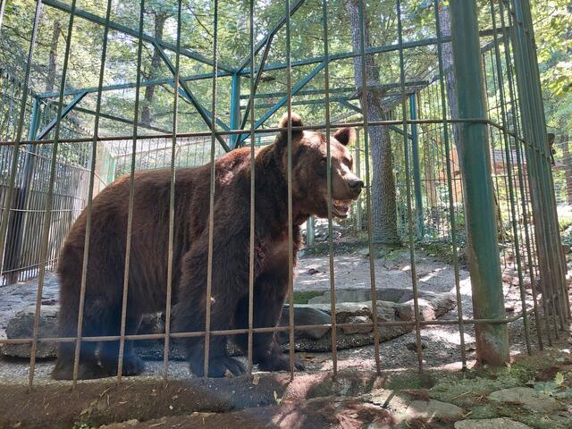 Bär Tim wünscht sich ebenfalls ein besseres Leben. | Foto: Vier Pfoten