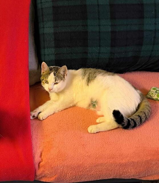 Stella sucht einen guten Platz. | Foto: Tierheim Ternitz