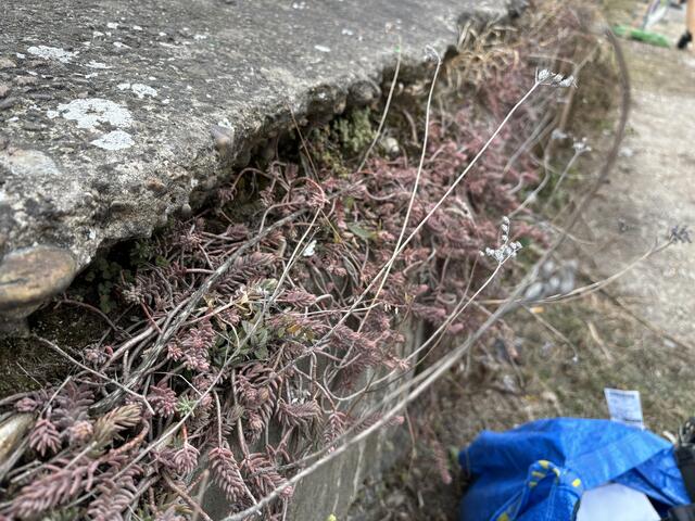 Die denkmalgeschützte Mauer wird von Pflanzen bewohnt, die in Wien einzigartig sind. | Foto: Nathanael Peterlini/MeinBezirk