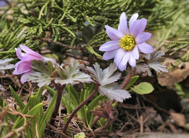 Anemone blanda