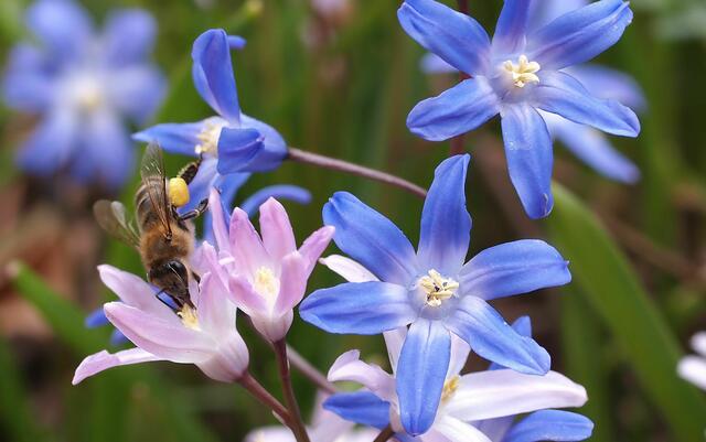 Sternhyazinthen (Chionodoxa)