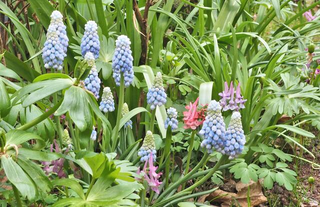 Traubenhyazinthen (Muscari)