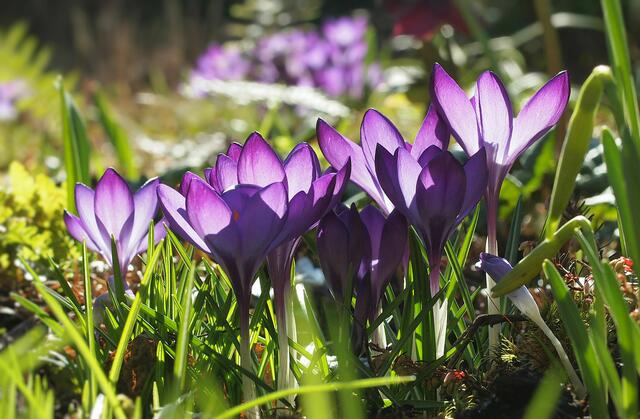 Großblumige Krokus-Hybriden
