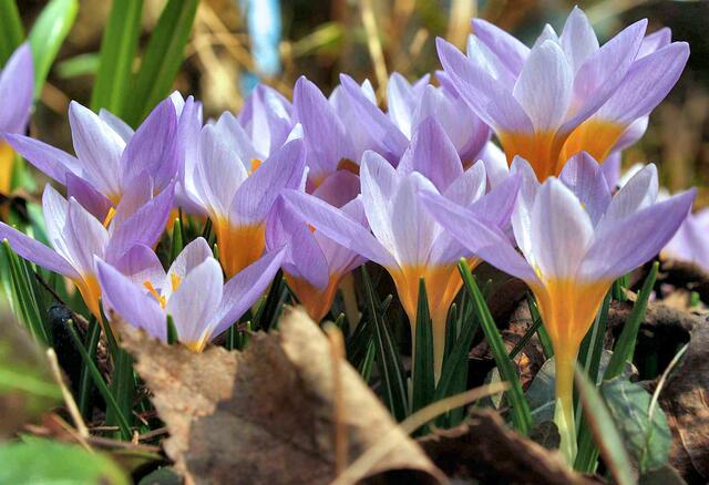  Sieber-Krokus (Crocus sieberi)